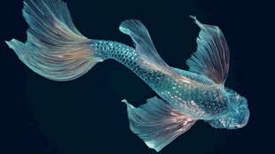 梦幻透明金鱼在水中遨游