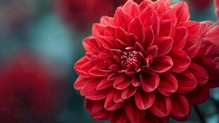 艳丽大丽花特写