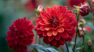 艳丽大丽花绽放生机