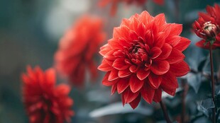 鲜艳大丽花绽放之美