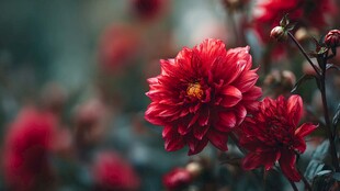 娇艳红大丽花绽放美景