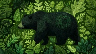 森林中的黑熊与繁茂绿植