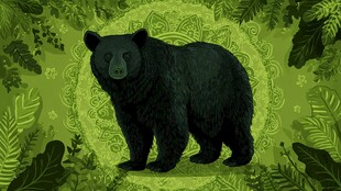 森林中的黑熊插画