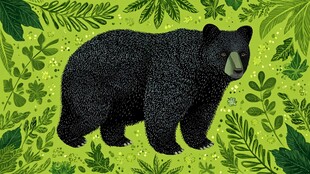 森林中的黑熊插画