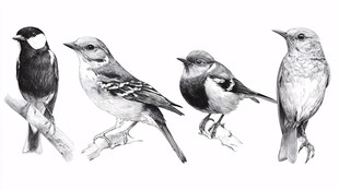 四只姿态各异的手绘小鸟