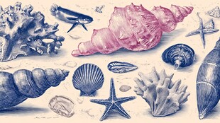 海洋贝壳珊瑚手绘插画