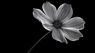 黑白单朵格桑花特写