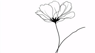 简约线条勾勒的单朵花卉