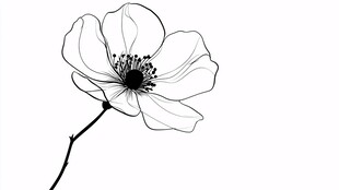 黑白线条勾勒的美丽花朵