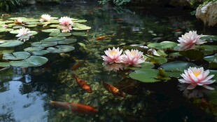 池塘睡莲与畅游的锦鲤