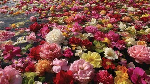 水面缤纷花卉漂浮美景