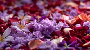 缤纷落花铺就浪漫景致