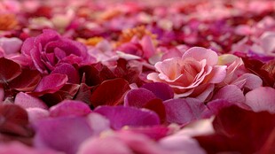 缤纷玫瑰花瓣浪漫景致