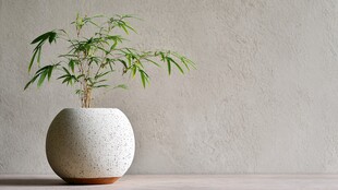 简约盆栽 清新绿意装点空间