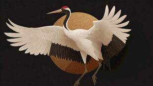 丹顶鹤展翅于圆月背景