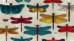 多彩蜻蜓图案设计