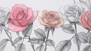 手绘多彩玫瑰花插画