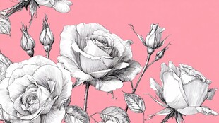 粉色背景下的黑白玫瑰插画