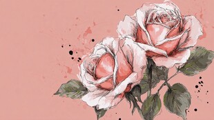 粉色玫瑰水彩插画