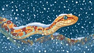 雪中斑斓蛇的独特姿态