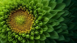 绿色向日葵的微观之美