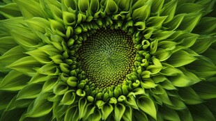 翠绿向日葵特写