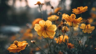 金黄波斯菊绽放美好瞬间