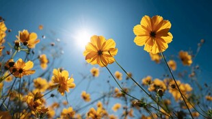 阳光下的灿烂黄色波斯菊