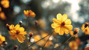 阳光下的灿烂黄色花朵