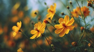 金色秋菊绽放美丽姿态