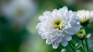 洁白菊花绽放绿意间