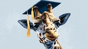 戴学士帽的可爱长颈鹿