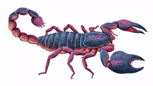 梦幻色彩的神秘蝎子插画