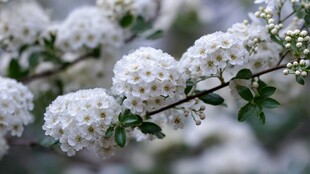 洁白绣线菊绽放枝头