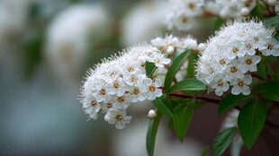 白色绣线菊特写