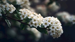 白色繁花枝头绽放