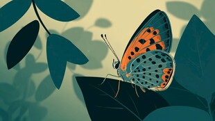 停驻绿叶上的多彩蝴蝶