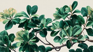 翠绿繁茂的植物枝叶特写