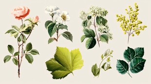 多样花卉与绿叶素材集合