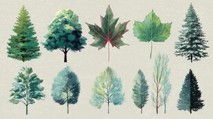 手绘多样树木与叶片集合