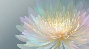 梦幻渐变绚丽花朵特写