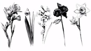 黑白花卉手绘插画集合