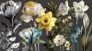 多彩花卉插画艺术集合