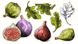 手绘无花果及叶片插画