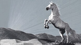 跃起白马于旷野之景