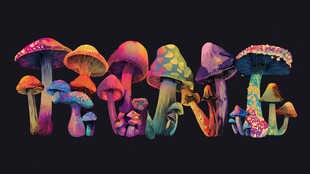 梦幻多彩蘑菇群插画