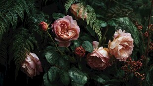 复古风粉色玫瑰与绿植