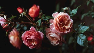 娇艳绽放的复古系玫瑰花