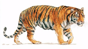水彩画中漫步的斑斓老虎