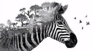 斑马与非洲草原奇幻融合